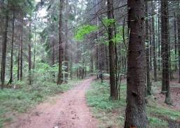 Инвестируй в лесной массив в Литве
