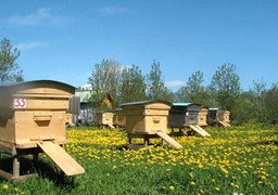 Предложение для пчеловодов и пасечников