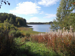 Продаётся земельный пай 5,6 га в на берегу озера Ильинское, в 2-х км от села Ферапонтово Кирилловского района