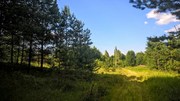 Палкинский район: под строительство чудесный земельный участок в лесу
