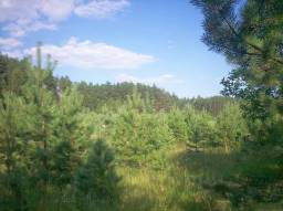 село Бунырево — фото участка 7