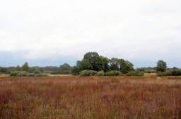 20 гектаров лугов в заповедной зоне Рязанской области
